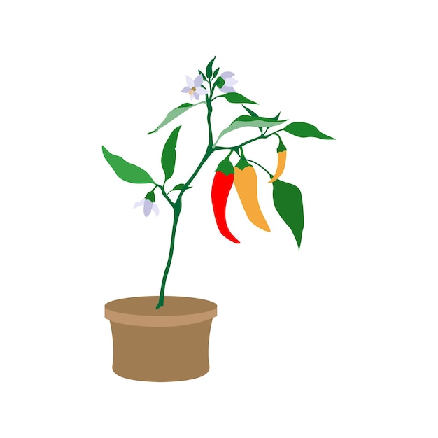 Vector robust chili plant laden with ripe red peppers