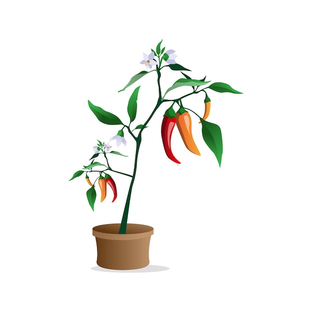 Vector robust chili plant laden with ripe red peppers