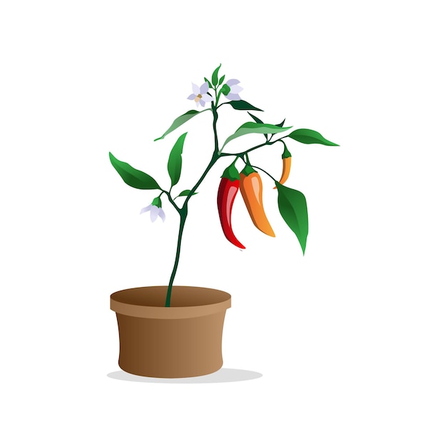 Vector robust chili plant laden with ripe red peppers