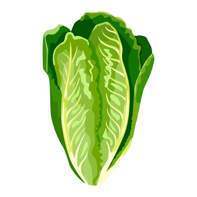 Romano lettuce isolated on white background. Kind salad in flat style. Agriculture symbol for any purpose.