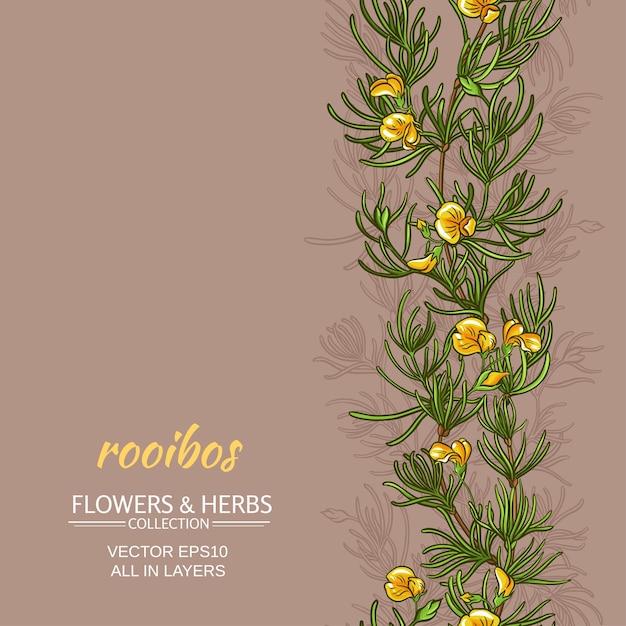 Rooibos vector background