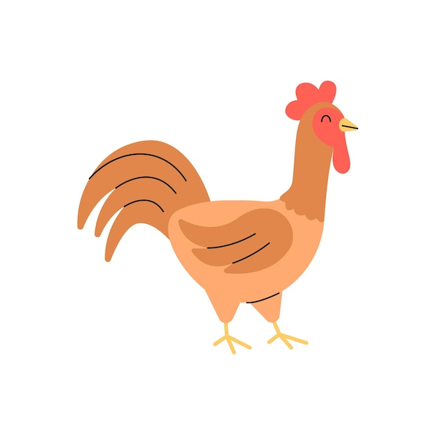 Rooster Illustration