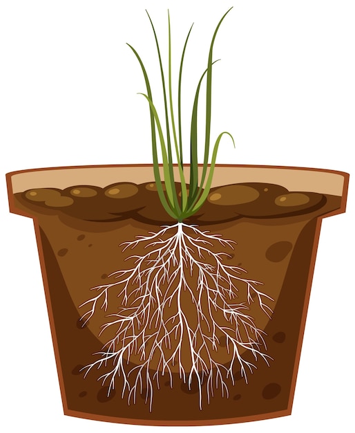 Vector root of onion plant vector