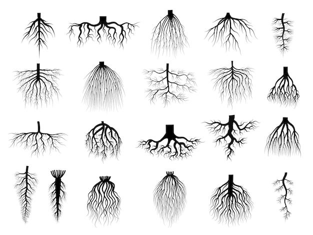 Root plants Botanical symbols root systems from creep trees recent vector flat collections isolated