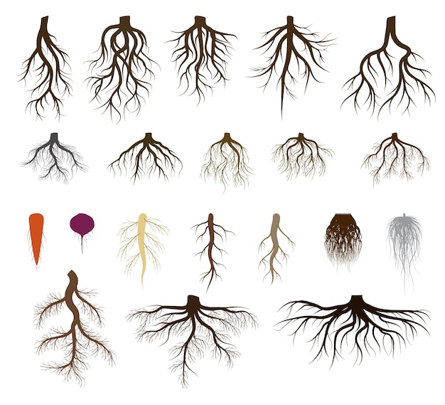 Root system set vector illustrations. Taproot and fibrous rooted brown silhouettes of various plants, trees, vegetables below ground level. Underground branched root design isolated icons on white