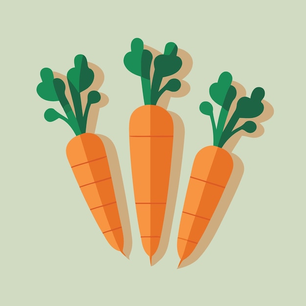 Root vegetable carrots orange color