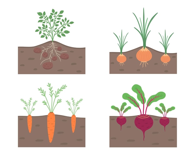 Vector root vegetables in ground set hand drawn illustration