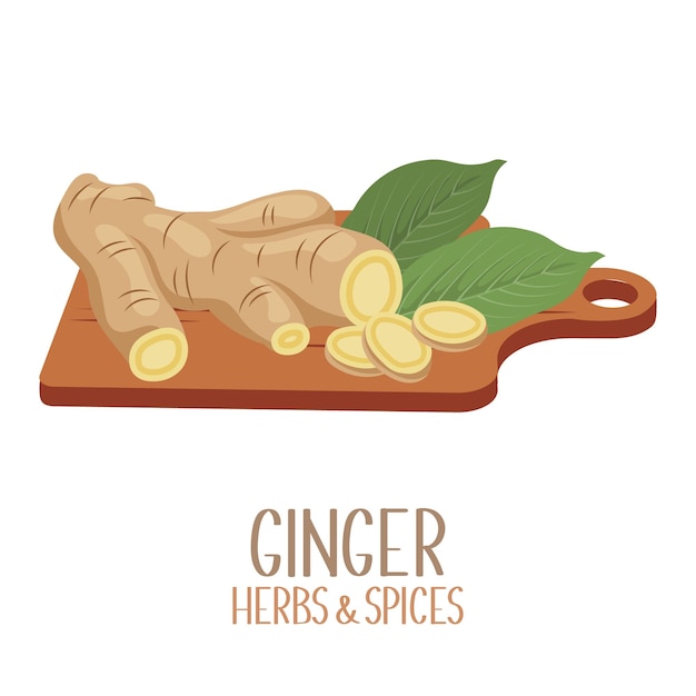 Roots and slices of ginger on a cutting board Herbs and spices Illustration vector