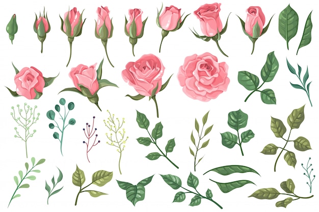 Rose elements. Pink flower buds, roses with green leaves bouquets, floral romantic wedding decor for vintage greeting card.  set