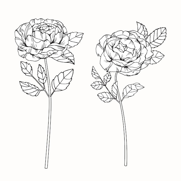 Rose flower drawing illustration