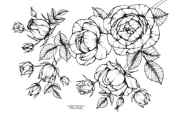 Vector rose flower drawing illustration.