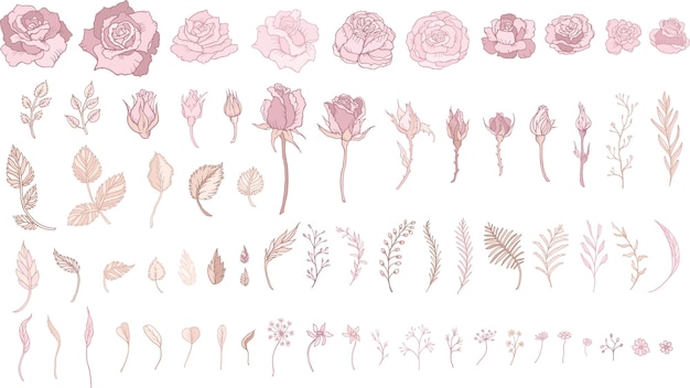 rose flower illustrations