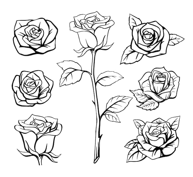 Rose flower outline hand drawn.