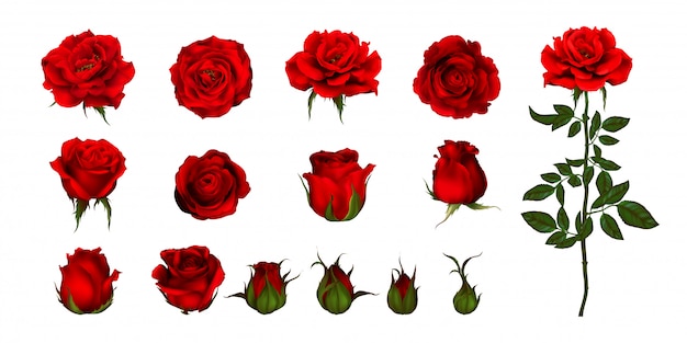 Rose flower set of blooming plant. Garden rose isolated icon of red blossom, petal and bud with green stem and leaf for romantic floral decoration, wedding bouquet and valentine greeting card