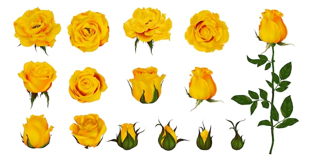 Rose flower set of blooming plant. Garden yellow  isolated icon of yellow  blossom, petal and bud with green stem and leaf