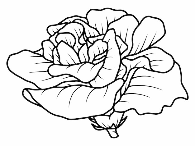 Rose flower sketch line art