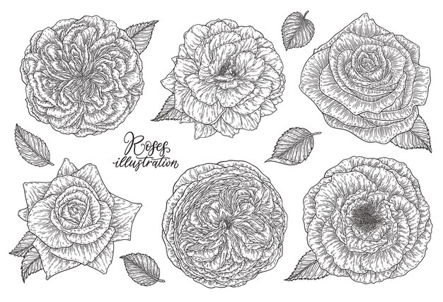 Rose flowers set hand drawn in lines