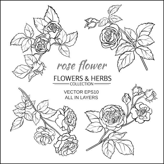 Rose flowers vector set on white background