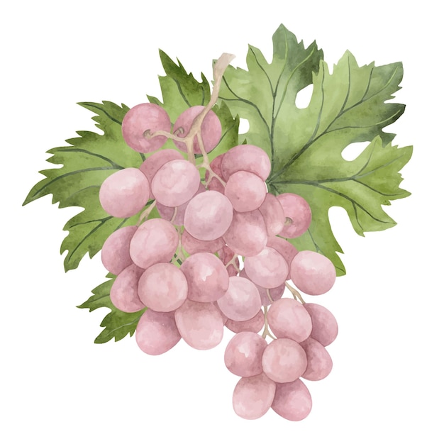 Rose grape watercolor illustration Food composition Isolated c