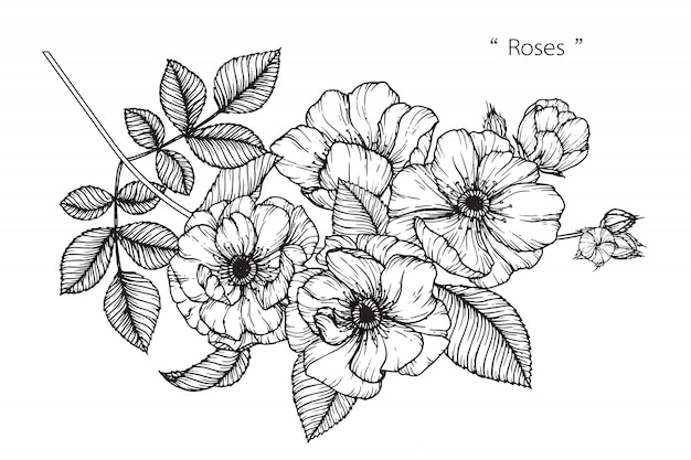 Rose Leaf and flower drawings. Vintage Hand drawn Botanical Illustrations. Vector.