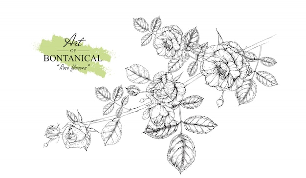 Rose Leaf and flower drawings. Vintage Hand drawn Botanical Illustrations. Vector.