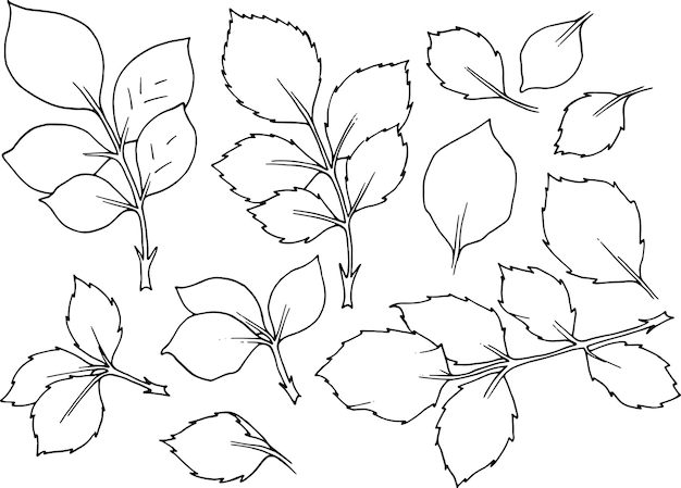 Rose leaves line art.