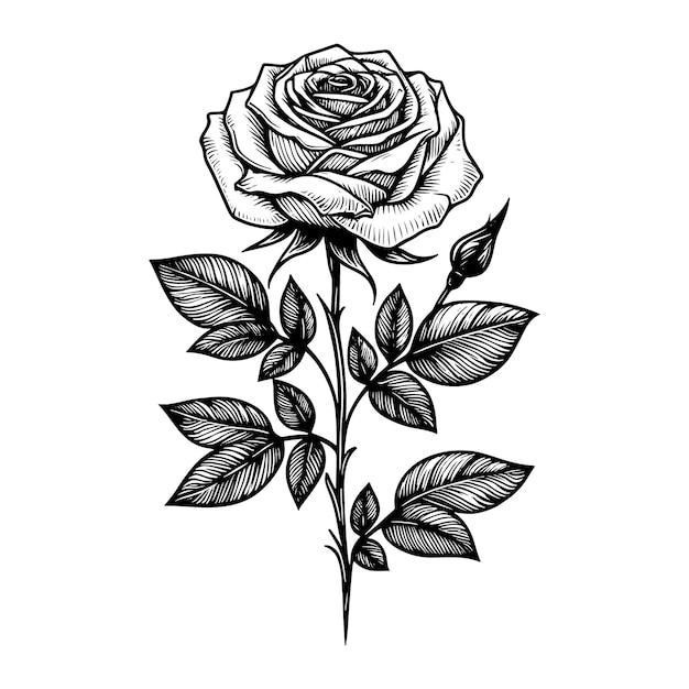 Rose Line Drawing Vectors