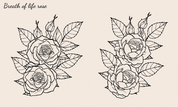 Rose ornament vector set by hand drawing