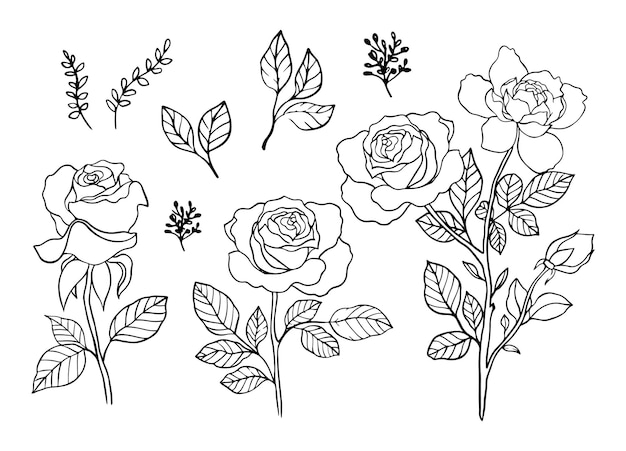 Rose vector set by hand drawingBeautiful flower on white backgroundRose art highly detailed in lin