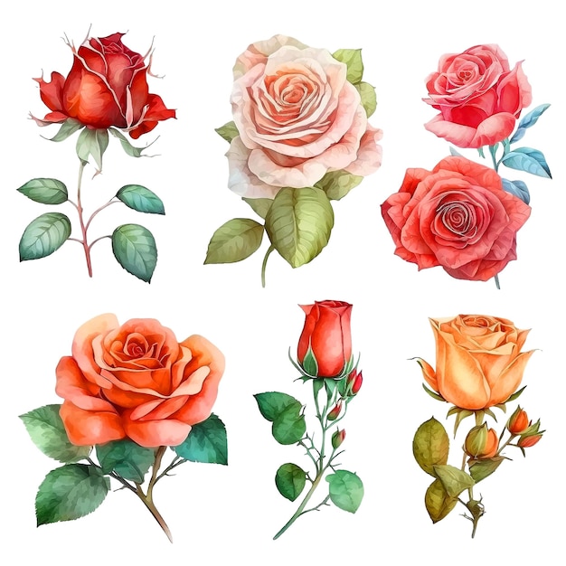 Rose watercolor paint collection