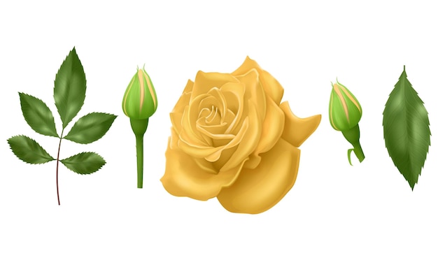 Rose with leaves realistic illustration on transparent background vector format