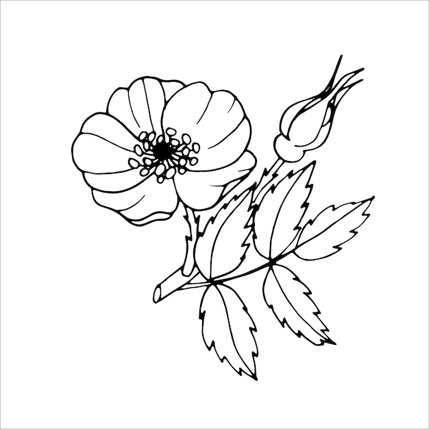 Rosehip flower outline