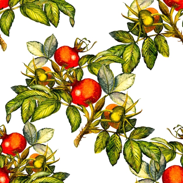 Rosehip seamless pattern on white background