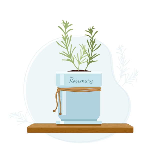 Rosemary or anthos evergreen herb in mason jar on kitchen window sill. Rosemary as a flavoring in foods and perfumes.