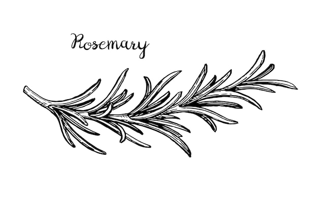 Rosemary branch Isolated on white background Hand drawn vector illustration Retro style