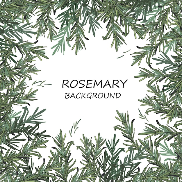 Rosemary card banner design hand drawn vector illustration isolated