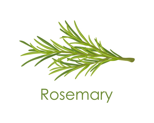 Rosemary A green sprig of rosemary Medicinal plant Fragrant plant for seasoning Vector illustration isolated on a white background