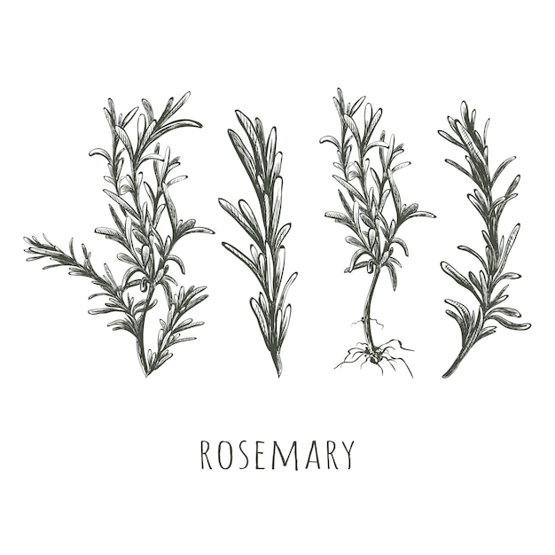 Rosemary hand drawing Rosemary sketch set vector illustration Rosemary herbs and spices collection