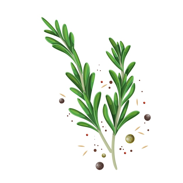 Rosemary sprigs with spice pepper. Culinary herb colored illustration.