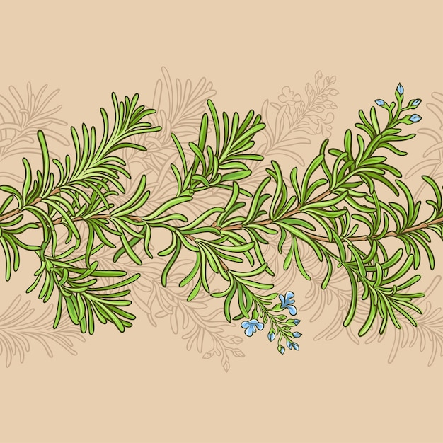 Rosemary vector pattern