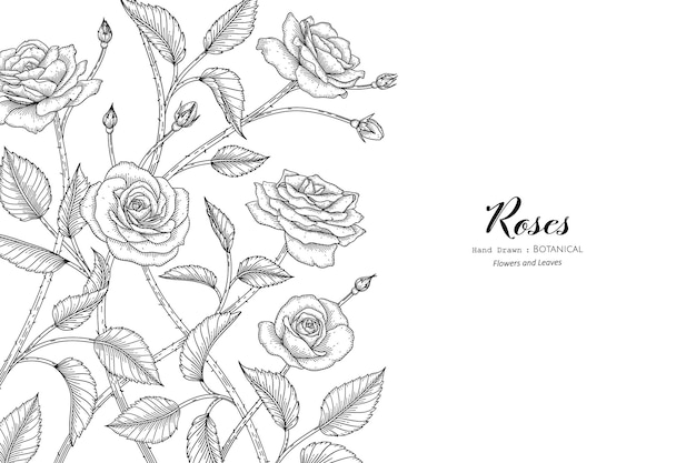 Roses flower and leaf hand drawn botanical illustration with line art.