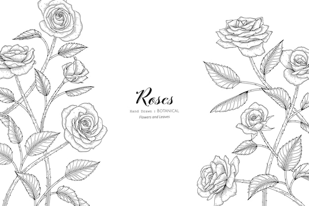 Roses flower and leaf hand drawn botanical illustration with line art.