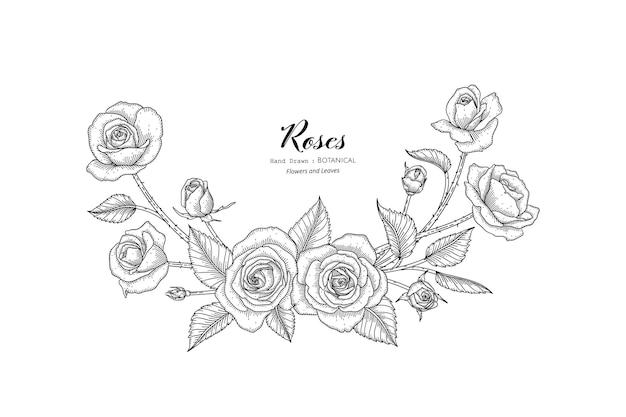 Roses flower and leaf hand drawn botanical illustration with line art.