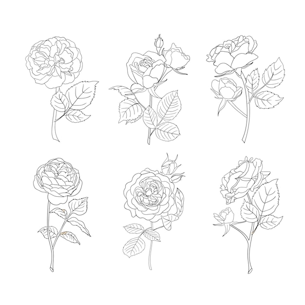 Roses line art. Flower vector icons.