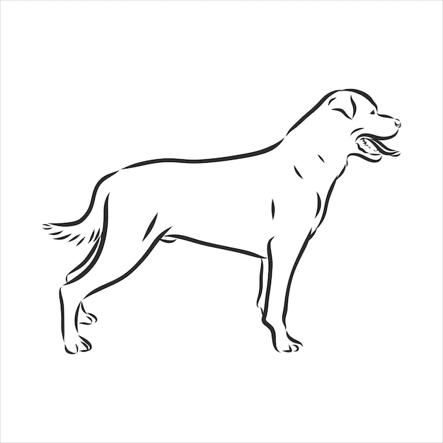 Rottweiler dog breed vector illustration from the dog show sign symbol set