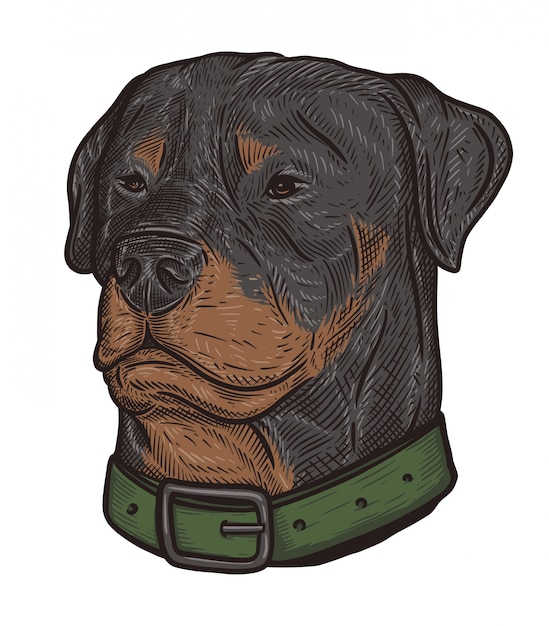 Rottweiler head