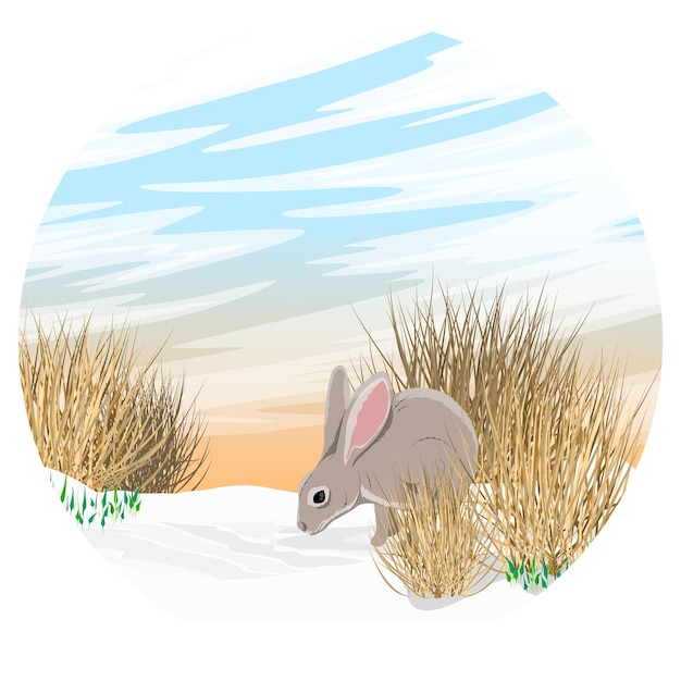 Round composition Gray hare Lepus europaeus on the snow near the dry grass and snowdrops