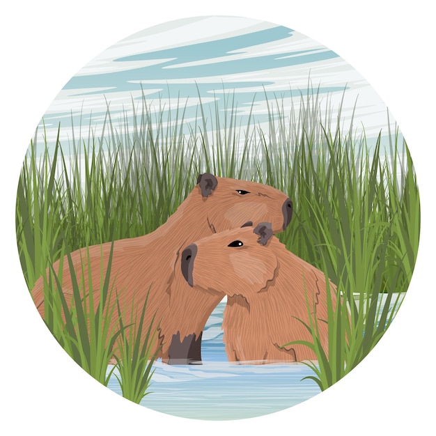 Round composition. A pair of large capybaras are sitting in a pond. Shore of a pond with tall grass