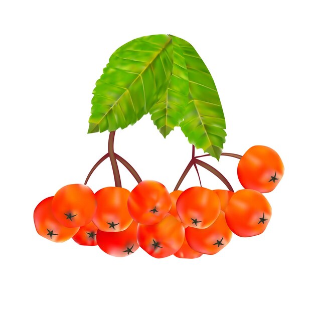 Rowan Berries and Leaves Illustration.