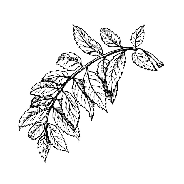 Rowan leaves Black and white vector graphics Isolated on a white background